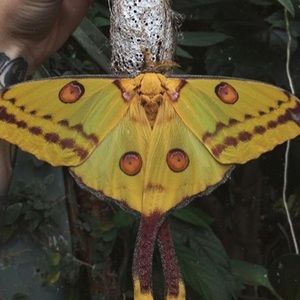 Meet your Posher, Genevieve